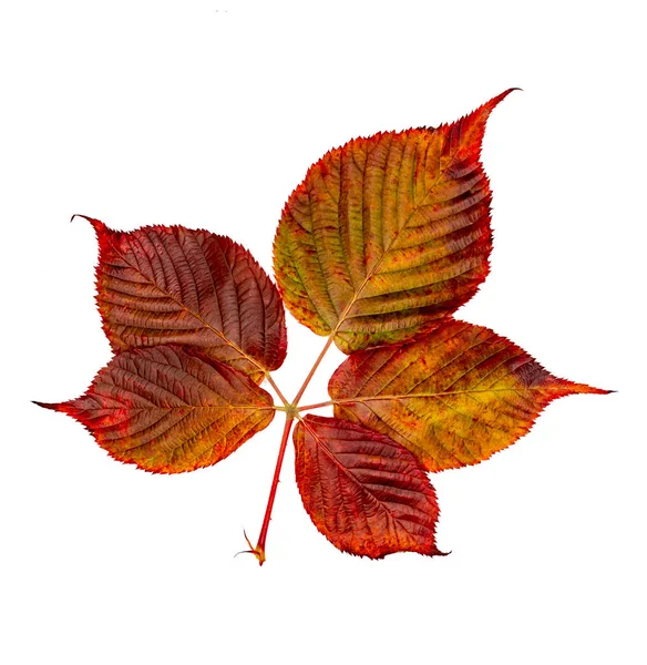 Feuilles de framboise d'automne colorées — Photo