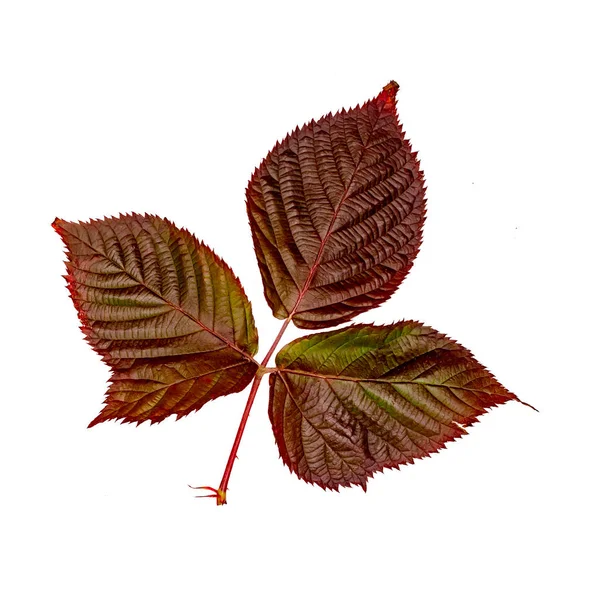 Barevné podzimní listí Malinová — Stock fotografie