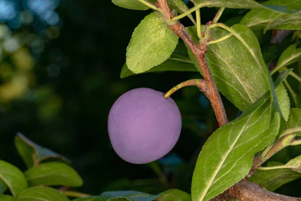 Purple plum on a branch — Stock Photo, Image