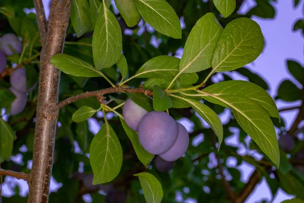 Fioletowe śliwki na gałęzi — Zdjęcie stockowe
