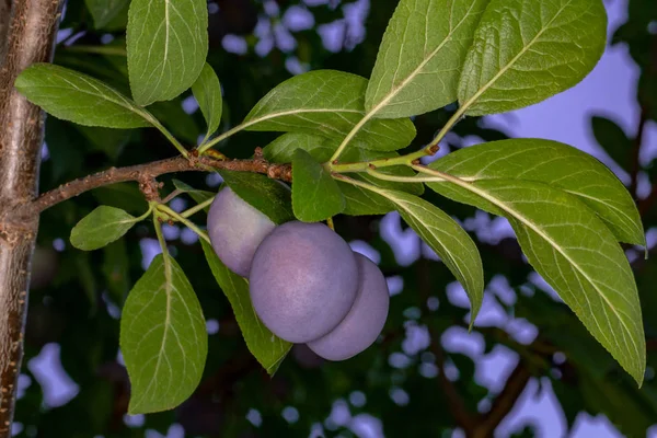 Lila Pflaume auf einem Zweig — Stockfoto