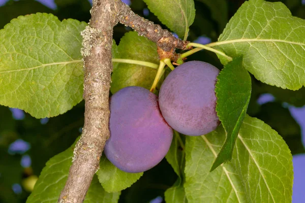 Lila Pflaume auf einem Zweig — Stockfoto