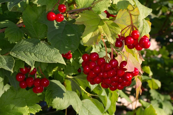 Élénk piros bogyók viburnum csokrok — Stock Fotó