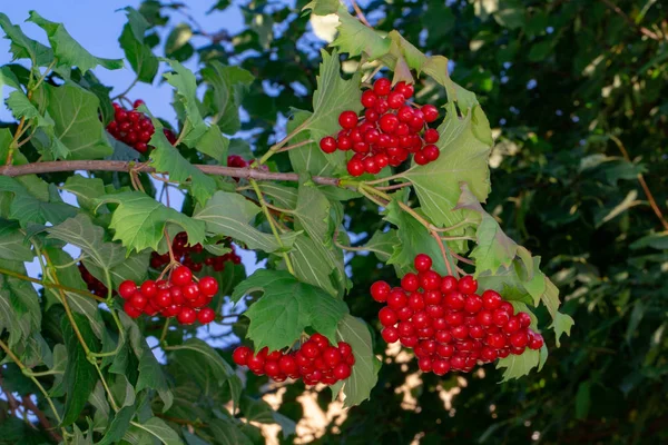 Leuchtend rote Trauben Viburnum-Beeren — Stockfoto