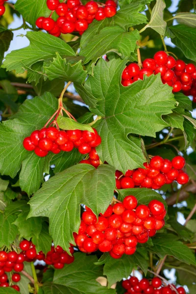 Leuchtend rote Trauben Viburnum-Beeren — Stockfoto