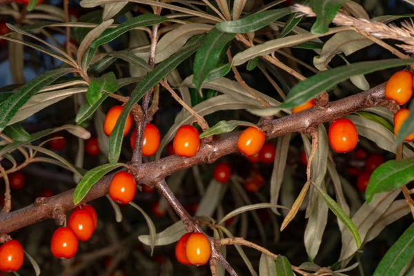 Обліпихові ягоди на гілці — стокове фото