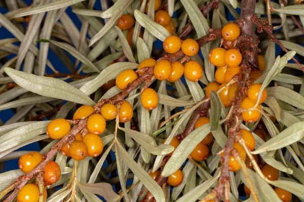 Bacche di olivello spinoso su un ramo — Foto Stock