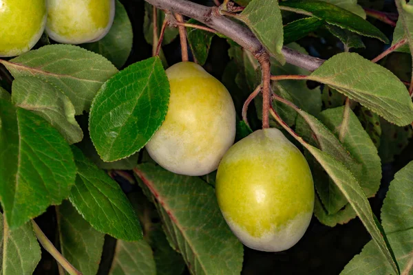 Gele pruimen op het bord — Stockfoto