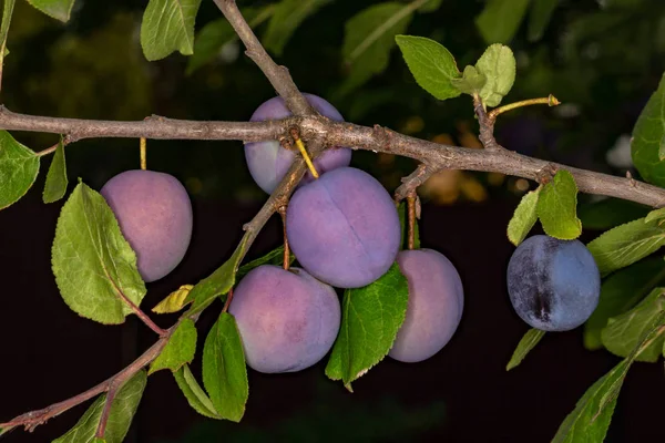 Purple plum on a branch