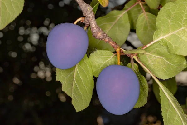 Prugna viola su un ramo — Foto Stock