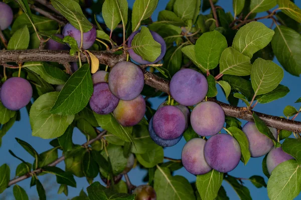 Paarse pruim op een tak — Stockfoto