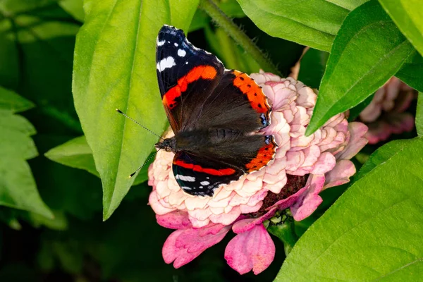 Admiral butterfly on a flower.