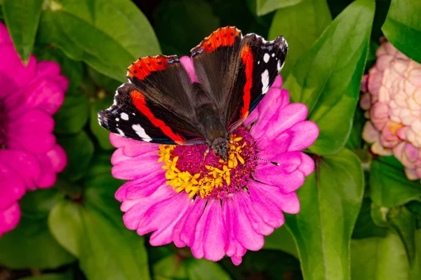 Admiral butterfly on a flower.
