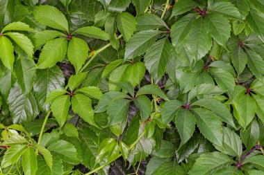 Yeşil yeşillik yüzeyi