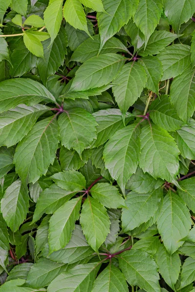 Yeşil yeşillik yüzeyi