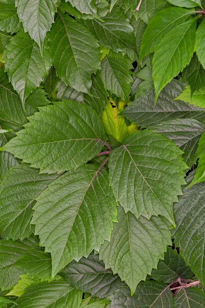 Yeşil yeşillik yüzeyi