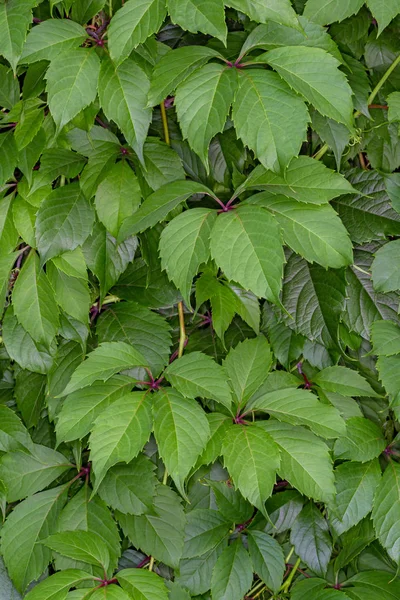 Yeşil yeşillik yüzeyi