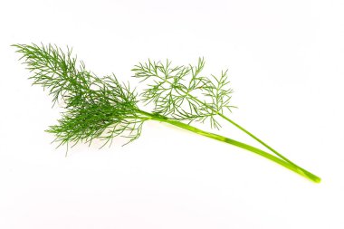 Dereotu büyük fışkın