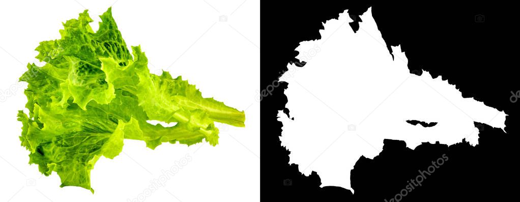 Lettuce without the black background with the clipping mask