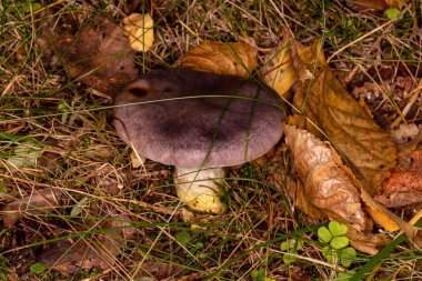 Mavimsi kuşaklı örümcek ağı (Cortinarius balteatocumatilis)