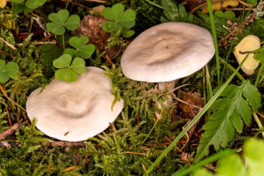 Talkie Tina bent (Infundibulicybe geotropa)