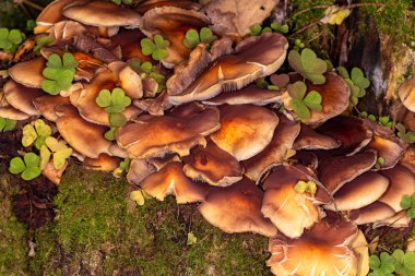 Armillaria yaz (Kuehneromyces mutabilis)