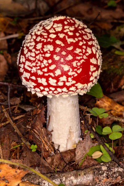 Amanita muscaria (Аманита мускария). Ядовитый несъедобный гриб. Красная муха агарична в осеннем лесу — стоковое фото