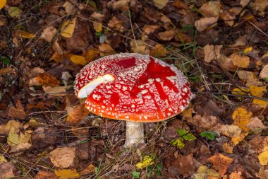 Sinek mantarı. Zehirli, yenmeyen mantar