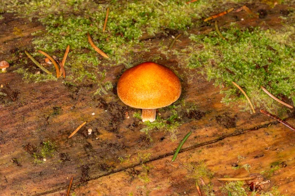 Serragem, serragem de verão — Fotografia de Stock