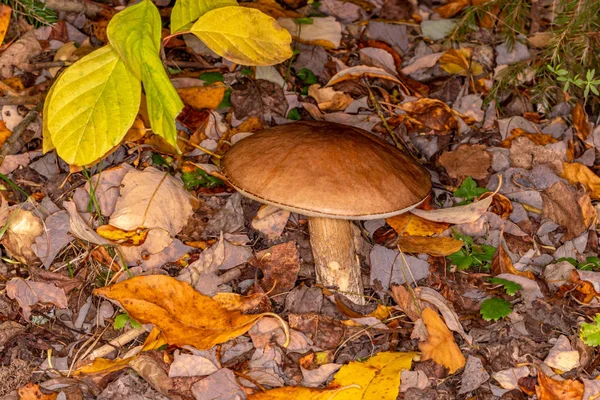 Boletus (Leccinum scabrum)) — 图库照片