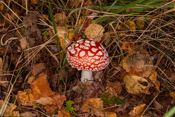 Amanita muscaria. giftiger, ungenießbarer Pilz — Stockfoto