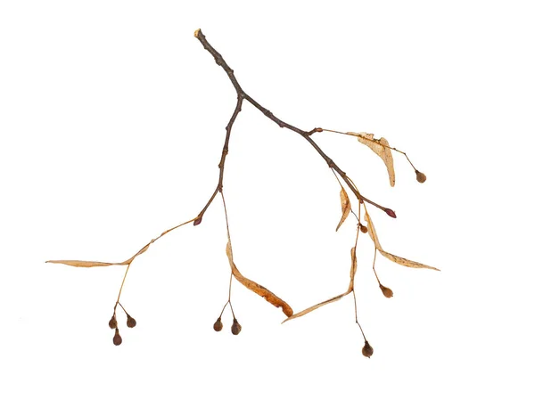 Сухе насіння Linden дерево на гілці — стокове фото