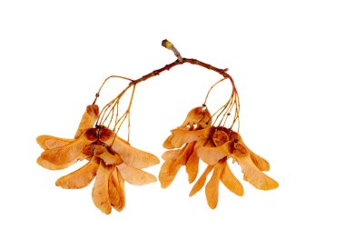 Akçaağaç tohumu dal Kuru