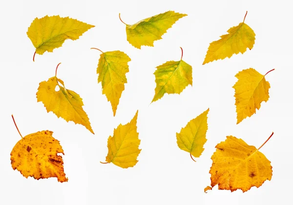 Žlutá podzimní listí břízy — Stock fotografie