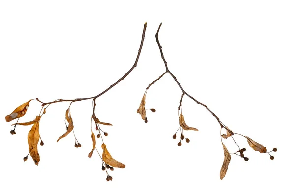 Сухе насіння Linden дерево на гілці — стокове фото