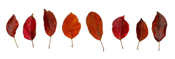 Červeno hnědé podzimní listí jabloní — Stock fotografie