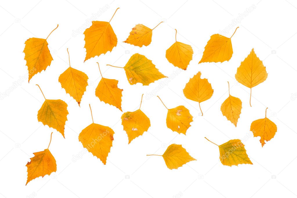 Yellow autumn birch leaves