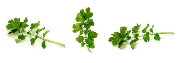 The leaves of medicinal plants celandine ordinary — Stock Photo, Image