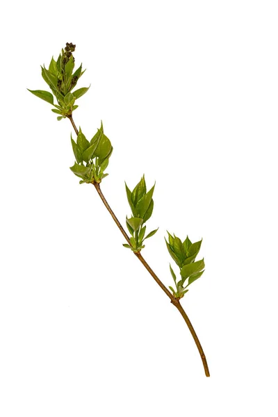 ライラックの枝の若い芽。隔離。 — ストック写真