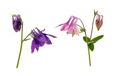 Yabani Columbine (Aquilegia vulgaris) arka plan olmadan