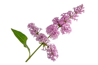 Arka plan olmadan Syringa refleksa dalı.