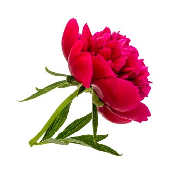 Bir arka plan olmadan kırmızı çiçeklenme şakayık