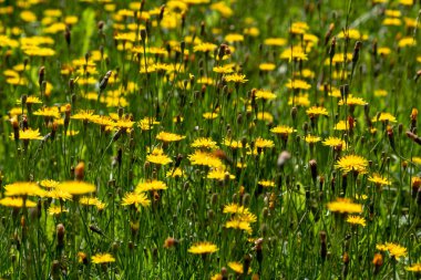 Skerda çatı, Crepis testorum L. Weed, bir kır çiçeği, halk hekimliğinde kullanılır