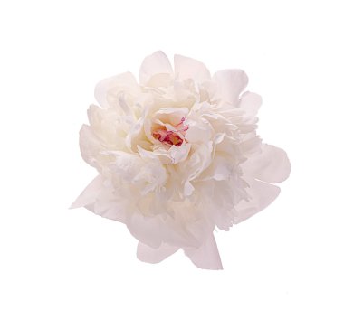 Geçmişi olmayan beyaz şakayık çiçekleri.