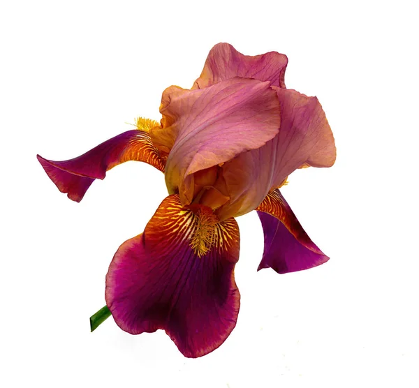 Iris púrpura sin fondo. Aislar sobre fondo blanco —  Fotos de Stock