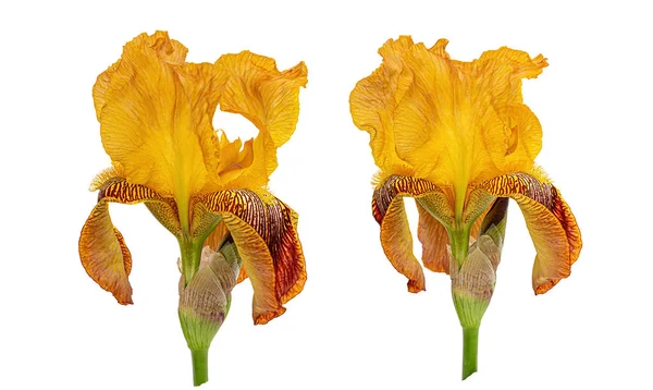 Iris naranja sin fondo. Aislar sobre fondo blanco —  Fotos de Stock