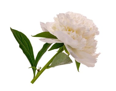 Geçmişi olmayan beyaz şakayık çiçekleri.