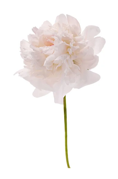 White blooming peony without a background — Stock Photo, Image