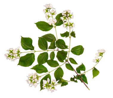 Yasemin beyaz izole. Yasemin çiçek şube