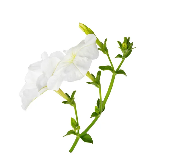 Malva blanca perenne —  Fotos de Stock